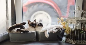 Sıvı gibi bulundukları kabın şeklini alıyorlar