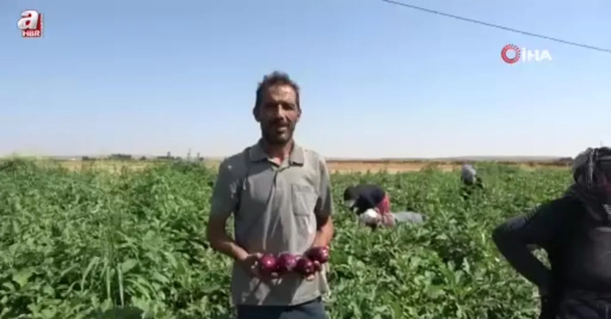 Yoldan geçen vatandaşlar için karpuz ekti