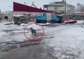 Kümeslere dadanan tilkinin rahatlığı şaşırttı! Mahallede böyle geziyor