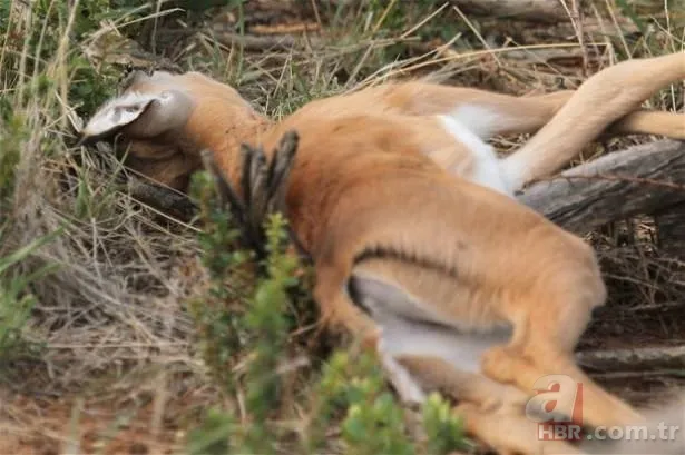 Dağ keçisinin zor anları! Hakkari'deki yoğun kar yağışı onları da olumsuz etkiledi 23