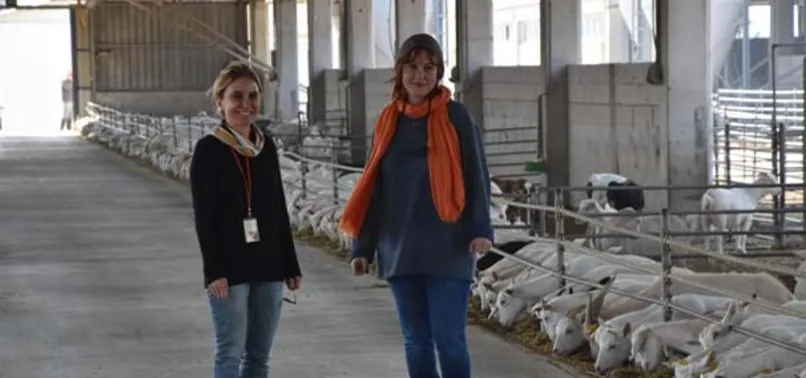 Cüppeyi çıkardı keçi sütü sağdı