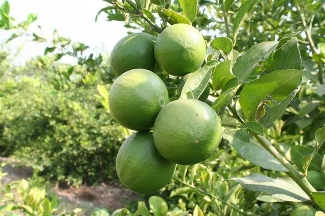 İşte limonlu suyun mucizevi faydaları... Limon nelere iyi gelir?