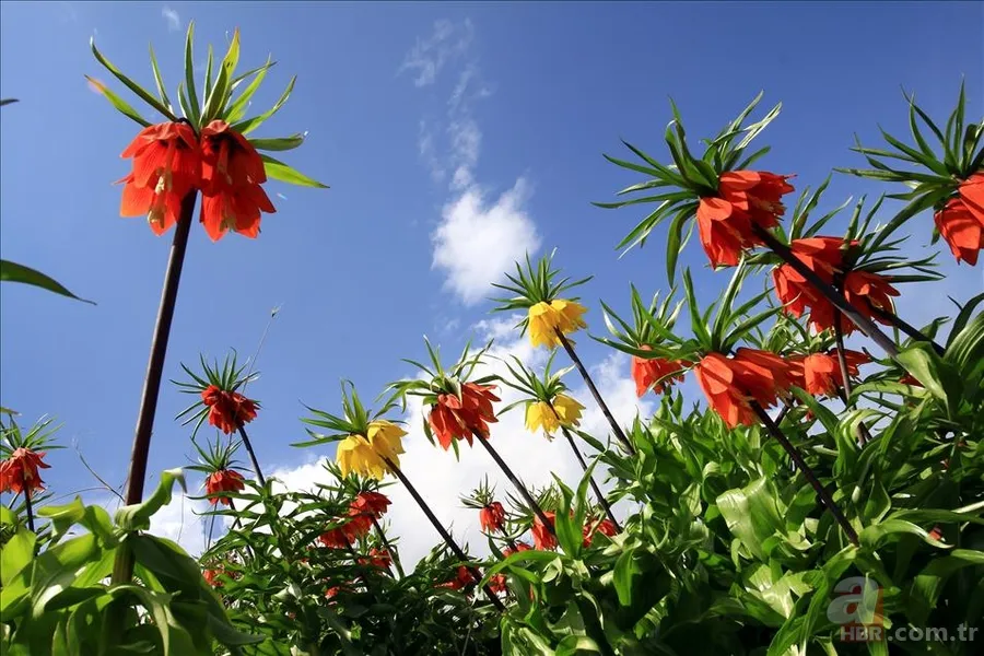 İsminizin ilk harfi kişiliğinizi belirliyor! İsmi A, B, F, K, S harfleriyle başlayan kişilerin özellikleri neler? İşte isim kişilik testi 20