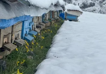 Şırnak'ta yalancı bahar, bal arılarını vurdu!