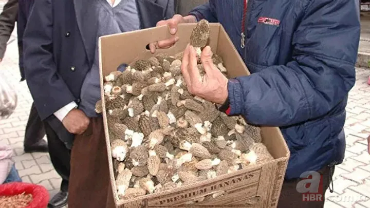 Bayram tatilini fırsat bilip ormana akın ettiler! Kilosu 500 liradan alıcı buluyor 20