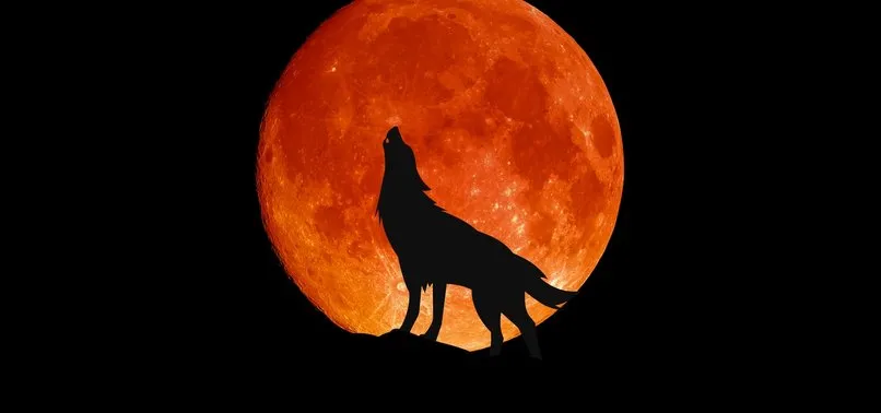 mujde geldi yalniz kurt dizisi ne zaman basliyor yalniz kurt oyunculari kimler iste konusu ve oyuncu