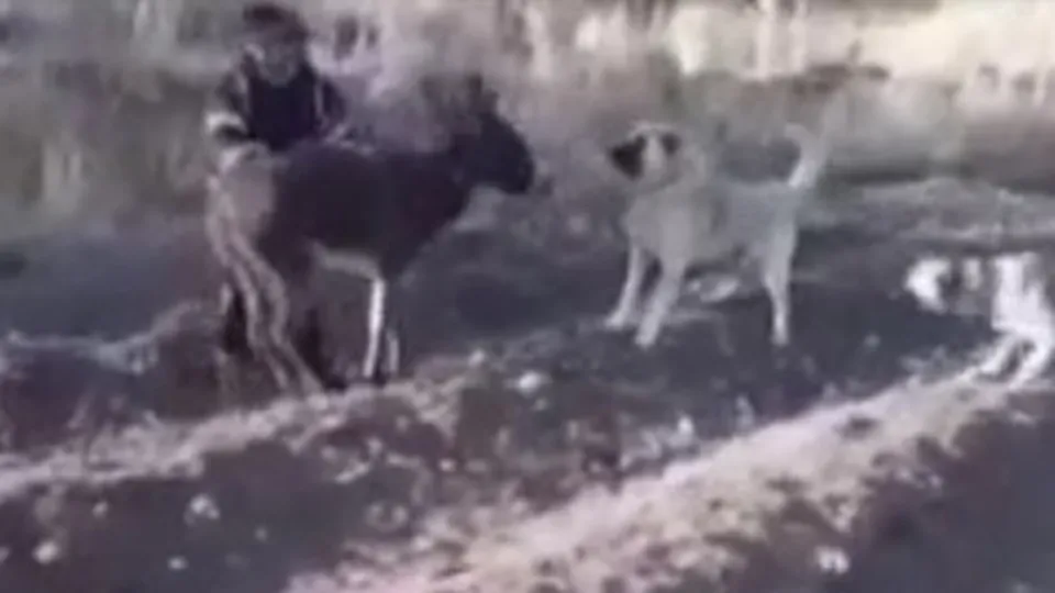 Kahramanmaraş’ta eşeğe sopalı işkence! Sinirleri alt üst eden görüntü