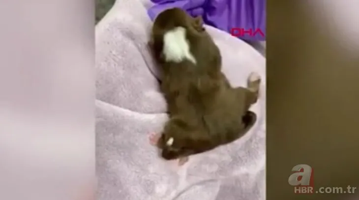 6 ayaklı 2 kuyruklu köpek! Görünce gerçek olduğuna inanamayacağız hayvanlar