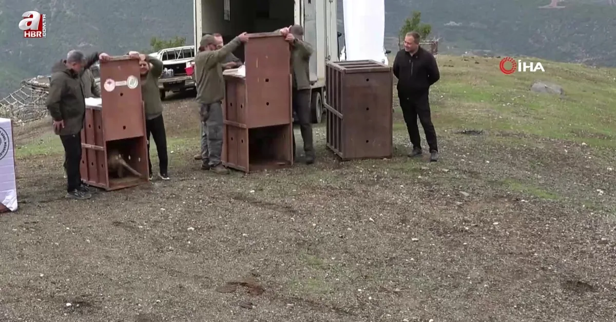 Akdeniz'den Karadeniz'e yaban keçisi