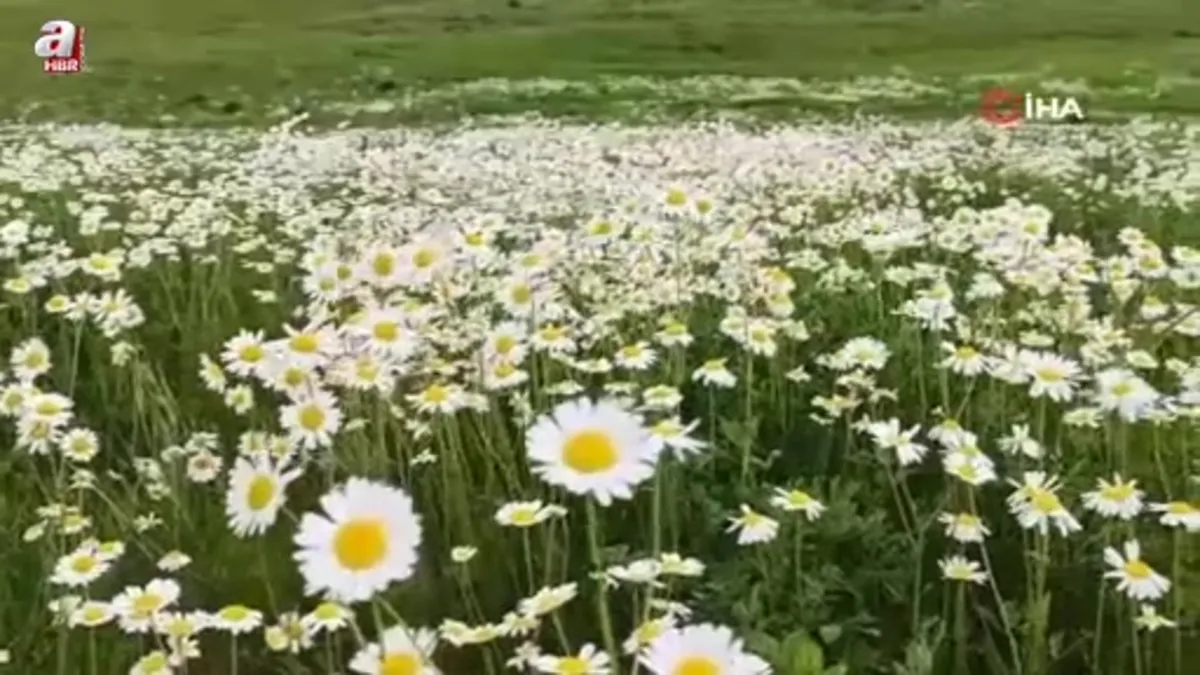 Sütey Yaylası’nda papatya tarlası görsel şölen sunuyor