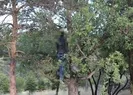Ağaca asılı ceset bulundu