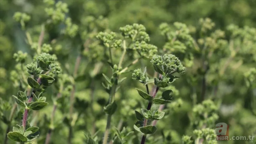 Mutfaktan gelen mucize! O popüler baharatın bilinmeyen sırrı: Bir tutamı… 6