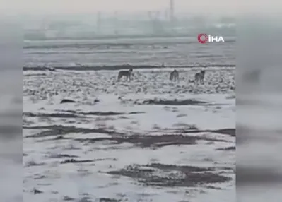 Aç kalan kurt sürüsü Iğdır ovasına indi