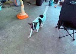 Evcil köpek yürekleri ağza getirdi! Kemik getirdi sandılar el bombası çıktı