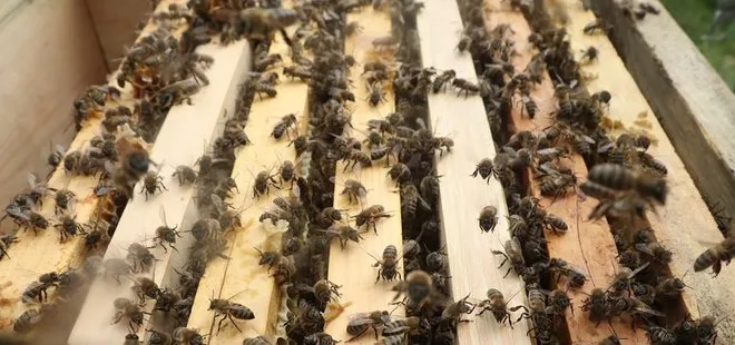 Komyonet şarampole devrildi! Kasasındaki 3,5 milyon arı etrafa saçıldı