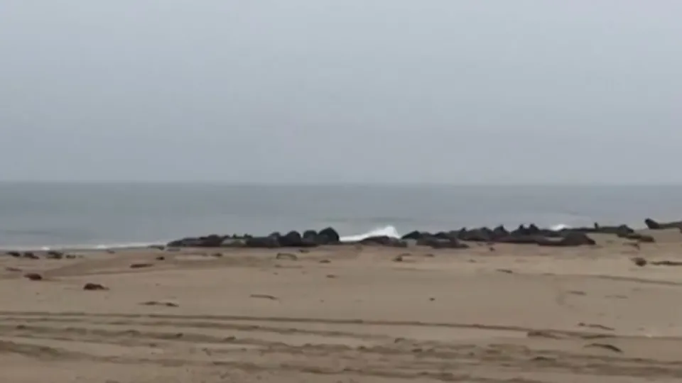 Namibya kıyılarında binlerce fok öldü