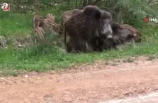 Su birikintisinde serinlediler