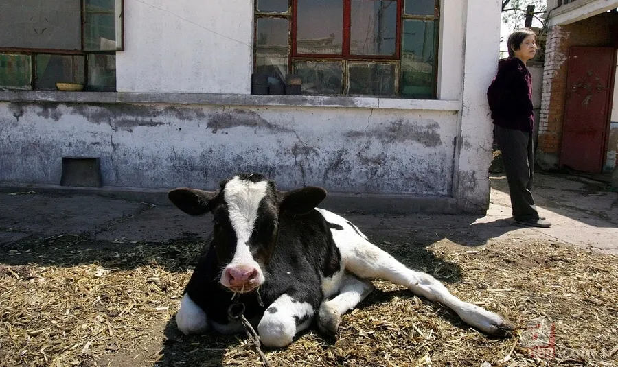 Denizin ortasında tencere içindeki tavuk sosyal medyayı salladı! Görenler gözlerine inanamadı 19