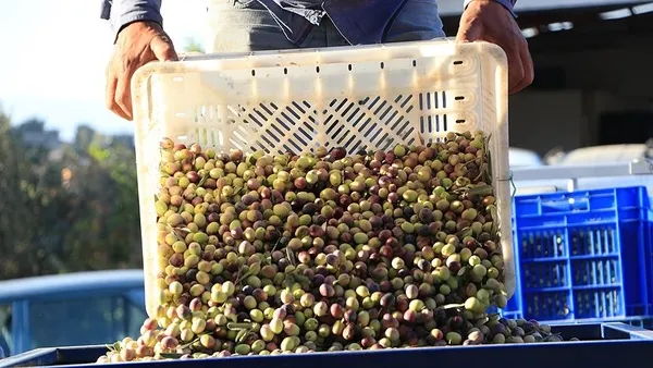 Türkiye tarihinde bir ilk! Sofralık zeytin ihracatında rekor