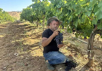 Isparta'da devlet destekli kurulan bağlarda üzüm hasadı başladı