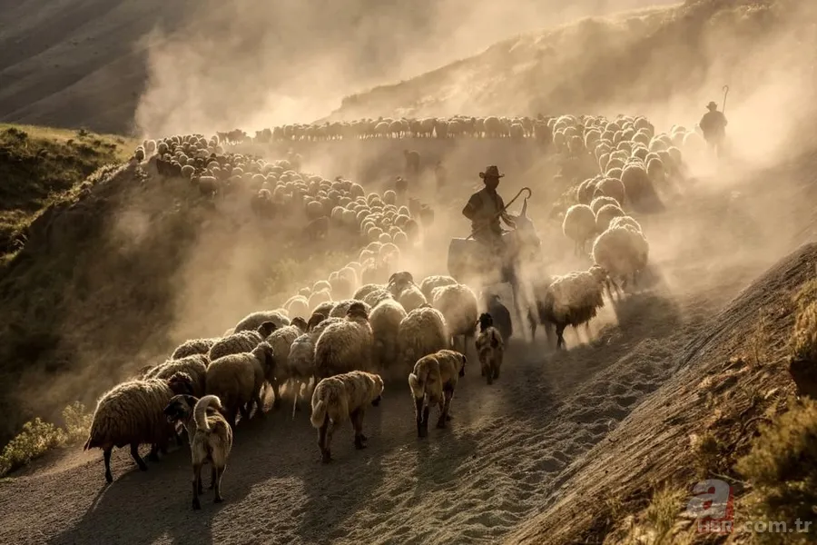 TFMD Yılın Basın Fotoğrafları 2017 açıklandı 12
