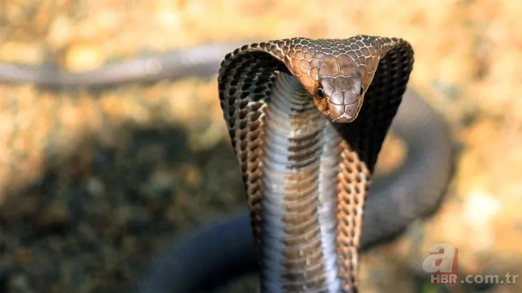 Kral kobra yılanı İngiliz adama saldırdı! Dünyanın en tehlikeli yılanı dinlenen adamı yakaladı 4