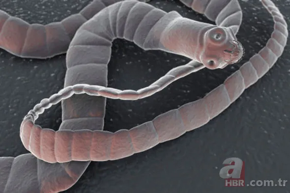 Yüzlerce insanı öldüren katil! Hava karardığında... 24