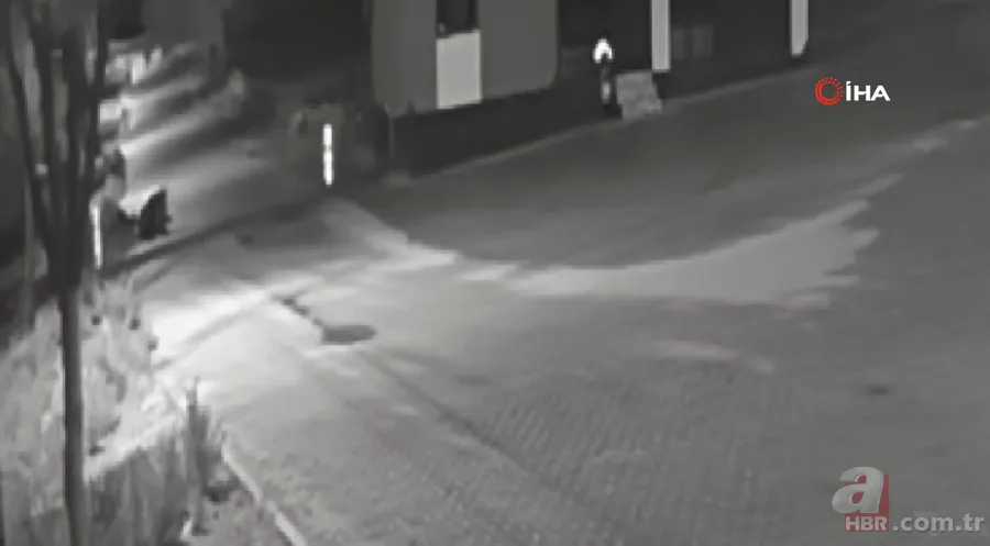Kurt sürüsü sokak ortasında saldırıp paramparça etti! İşte korkunç anlar 16