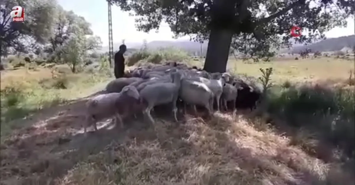 Bolu'da başıboş köpekler sürüye saldırdı