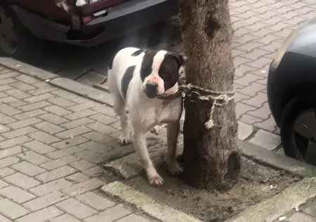 Köpek saldırısında ne yapılmalı? Uzmanlardan dikkat çeken tavsiyeler