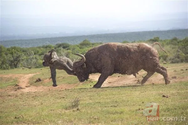Partnerini kaybetmişti! Dünyanın en yalnız fili "Kaavan"... 12