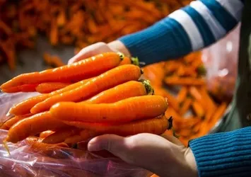 300 ton havuçla yakalandı, gözaltına alındı!