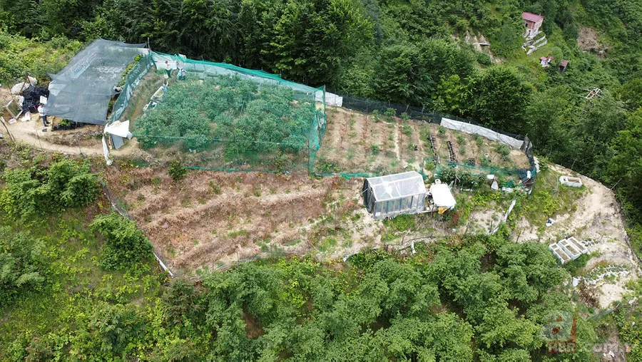 1 ay çalışarak 100 bin TL kazandırıyor! Tek ağaçtan 10 kilo çıkıyor! Yılda 1-2 bakım yeterli 8