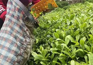 Doğu Karadeniz'de çay hasat zamanı