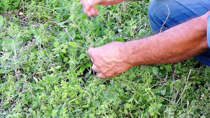 Türkiye’nin tıbbi aromatik bitkilerden geliri 150 milyar dolar olabilir