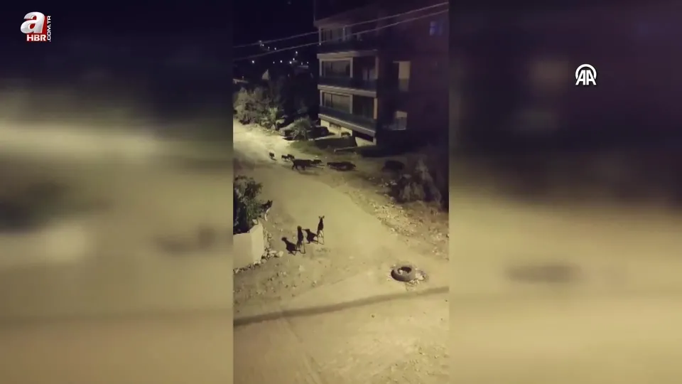 Görüntüler Hatay’dan! Sürü halinde ortaya çıktılar