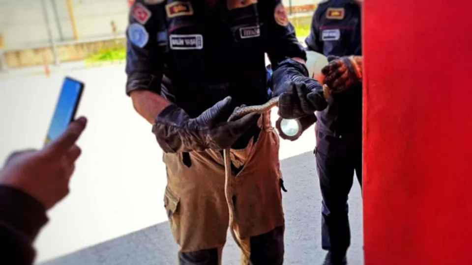 Otomobilin içinden çıkan korkuttu! Hemen telefona sarıldı