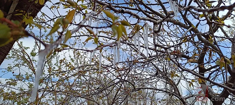 Şehir şehir zarar gören ürünler listesi: Fındık, Ceviz, Kiraz... Türkiye'de Zirai Don Haritası ortaya çıktı! 16