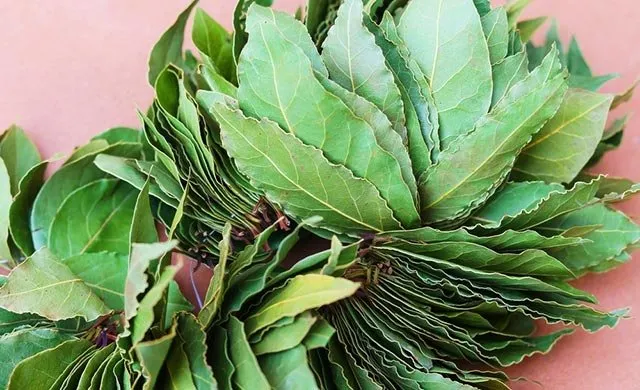 evde defne yapragi yakmanin faydalari