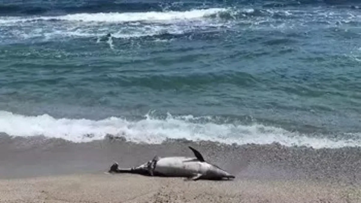 Tekirdağ'da kıyıya ölü yunus vurdu