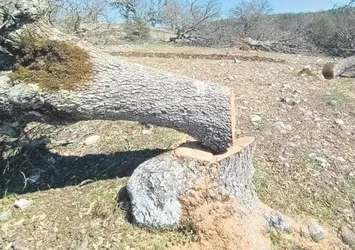 CHP'li Muğla Büyükşehir Belediyesi köylüyü dikkate almadı! Asırlık ağaçlar katledildi