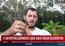 Kabus geri döndü! Öldüren arı paniği!