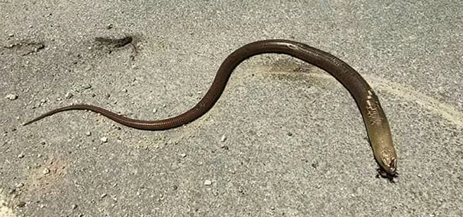 Uzmanlar uyardı! Sakın öldürmeyin