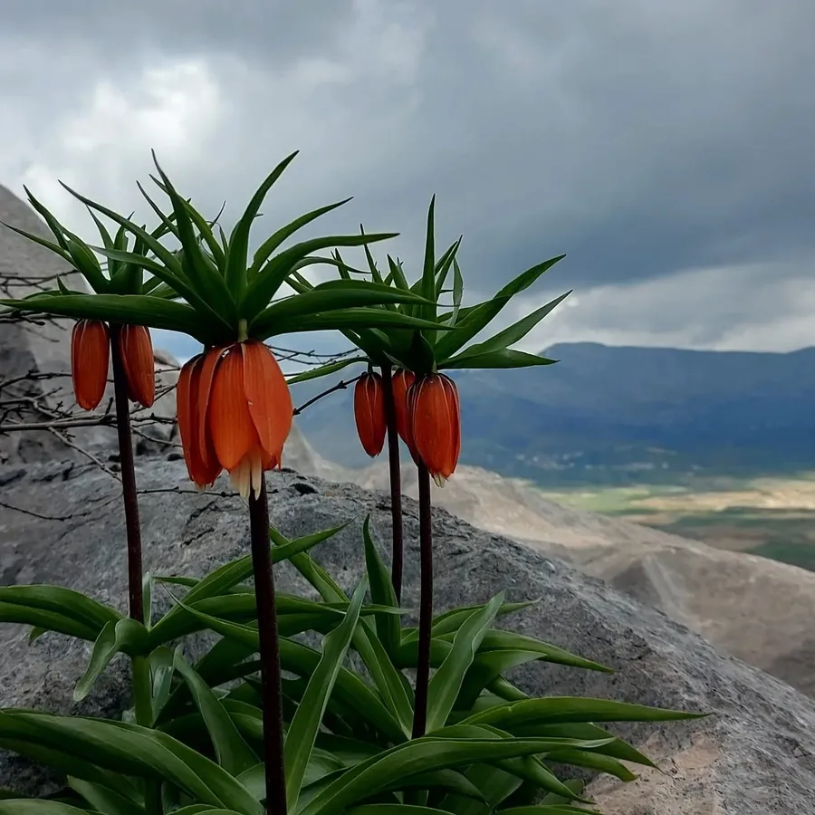 “Ağlayan Gelin” Diyarbakır’da açtı, koparana 700 bin TL ceza! - 1