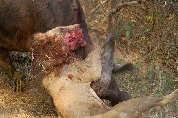 Sırtlanların arasında tek başına kalan aslanın mucize kurtuluşu! Son anda öyle şeyler oldu ki...