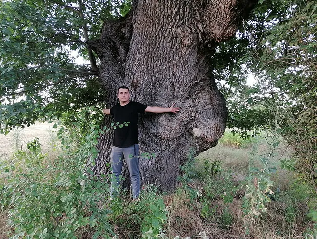 Bilecik’te 10 metre genişliğindeki 500 yıllık ağacı görenler şaşırıyor - 3