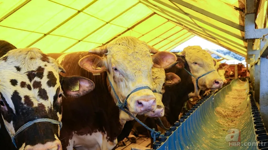 Kurbanlık Fiyatları 2024 | Koyun, keçi kurbanlık bedeli ne kadar, kaç TL? Küçükbaş hisseleri... 4