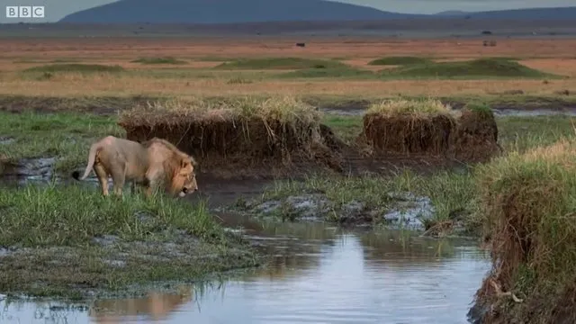 Sırtlanların arasında tek başına kalan aslanın mucize kurtuluşu! Son anda öyle şeyler oldu ki...