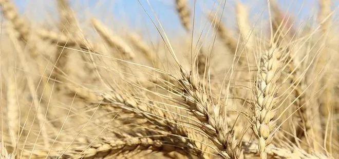 Milli buğdaya 4 yeni çeşit ekleniyor