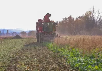Bayburt'ta şeker pancarı üretim alanı 5 yılda 6 kat arttı
